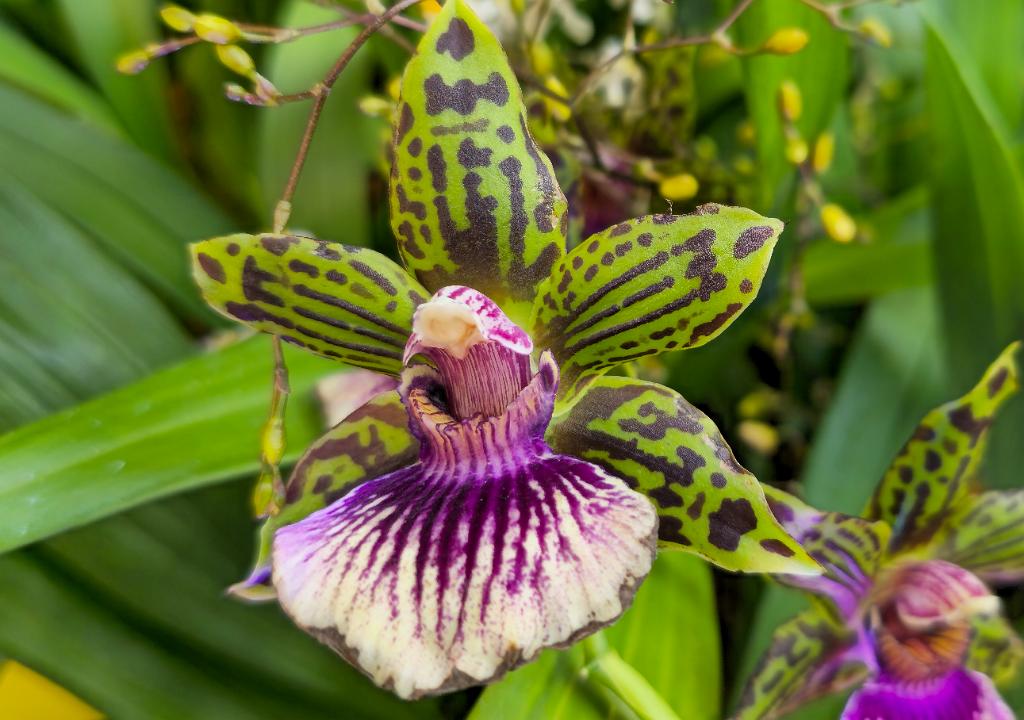 20250222_135240 Tower Hill Botanic Garden, MA.jpg - Orchid (Zygopetalum). New England Botanic Garden at Tower Hill, MA, 2-22-2025